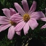 Cosmos bipinnatus Flor