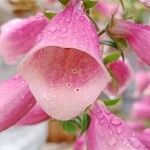Digitalis thapsi Kwiat