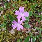 Primula kitaibeliana