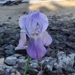 Iris pallidaFlower