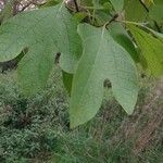 Sassafras albidum পাতা