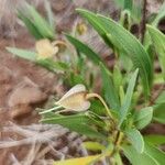 Trichodesma marsabiticum Fruit