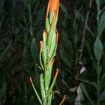 Castilleja minor Blomst