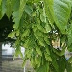 Acer cissifolium Leaf