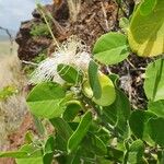 Capparis cartilaginea Leaf