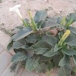 Datura innoxia Folla