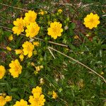 Potentilla aurea Natur