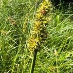 Carex vulpina Flower