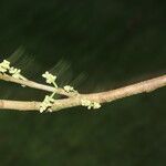 Trichilia pallida Φλοιός