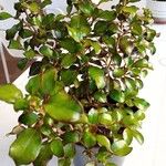 Coprosma repens Leaf