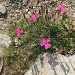 Dianthus pavonius Pokrój