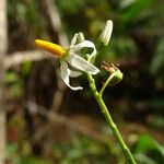 Solanum bahamense