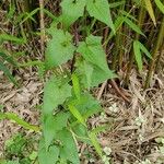 Mikania micrantha Leaf