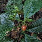 Psychotria ebensis Owoc