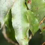 Syzygium cymosum Ліст