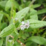 Myosotis minutiflora ফুল