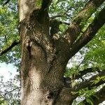 Quercus libani Habit
