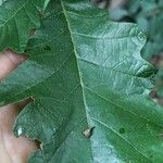 Quercus bicolor葉