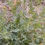 Senecio viscosus Облик