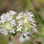 Valeriana discoidea Blodyn