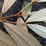 Miconia xalapensis Blad