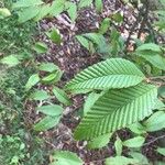 Alnus pendula Blad