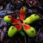 Sterculia monosperma 果實