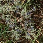 Eryngium galioides Habitus