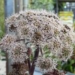 Angelica sylvestris फूल