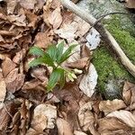 Cardamine enneaphyllos Blodyn