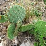 Opuntia littoralis List