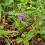 Centratherum punctatum Flower