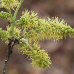 Combretum molle Flower