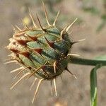 Centaurea collina Habit