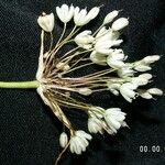 Allium pallens പുഷ്പം