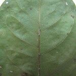 Terminalia guyanensis Other