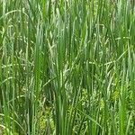 Typha angustifolia برگ