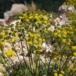 Bupleurum petraeum Fleur