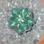 Coryphantha elephantidens Кара