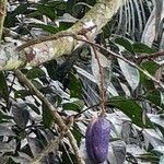 Dacryodes edulis Fruit
