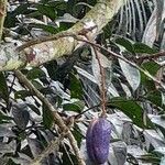 Pachylobus edulis Fruit