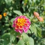 Lantana camaraFlor