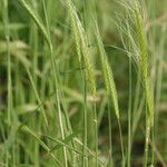 Triticum monococcum Fula