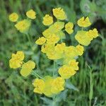 Euphorbia biumbellata 花
