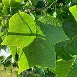 Liriodendron chinenseBlatt