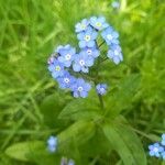 Myosotis alpestrisКветка