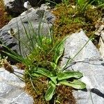 Plantago atrata Habitus