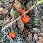 Solanum capsicoides Φρούτο