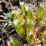 Echium brevirame Cvijet