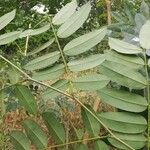 Pterocarpus soyauxii ഇല